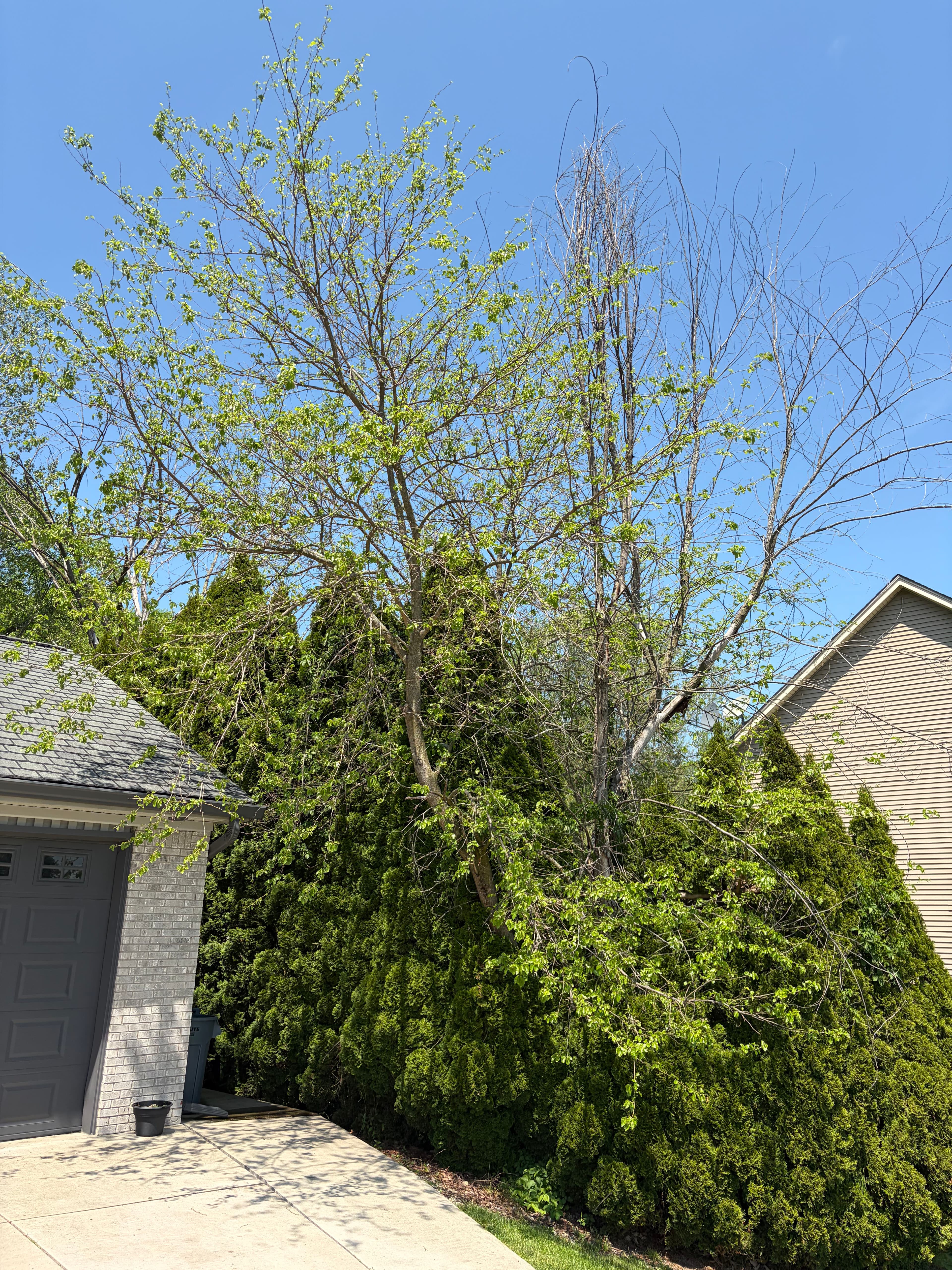 Project Berry Tree Removal That Was Wrecking This Driveway image