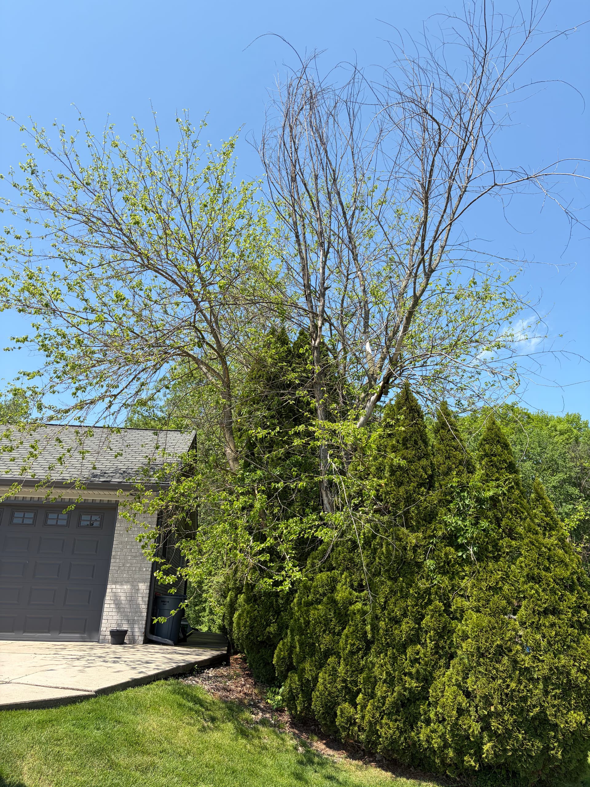 Gallery photos for Berry Tree Removal That Was Wrecking This Driveway: Image #2