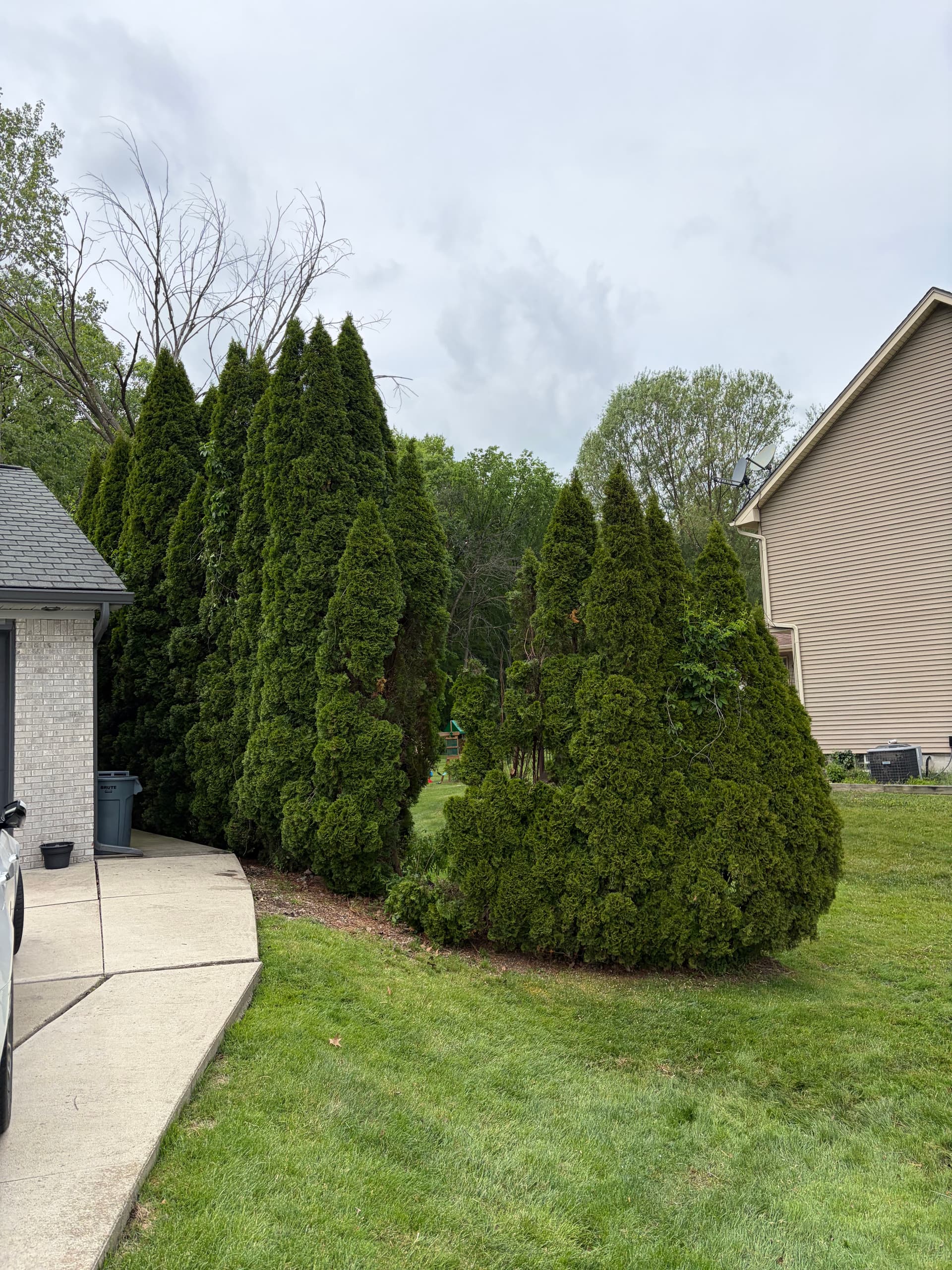 Gallery photos for Berry Tree Removal That Was Wrecking This Driveway: Image #3