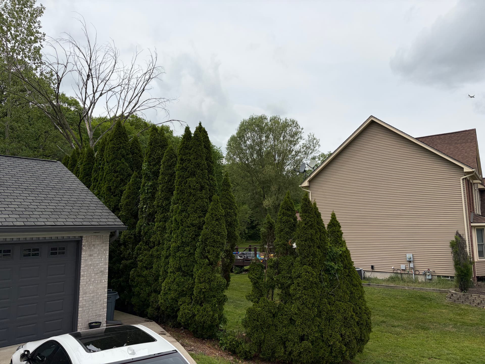 Gallery photos for Berry Tree Removal That Was Wrecking This Driveway: Image #1