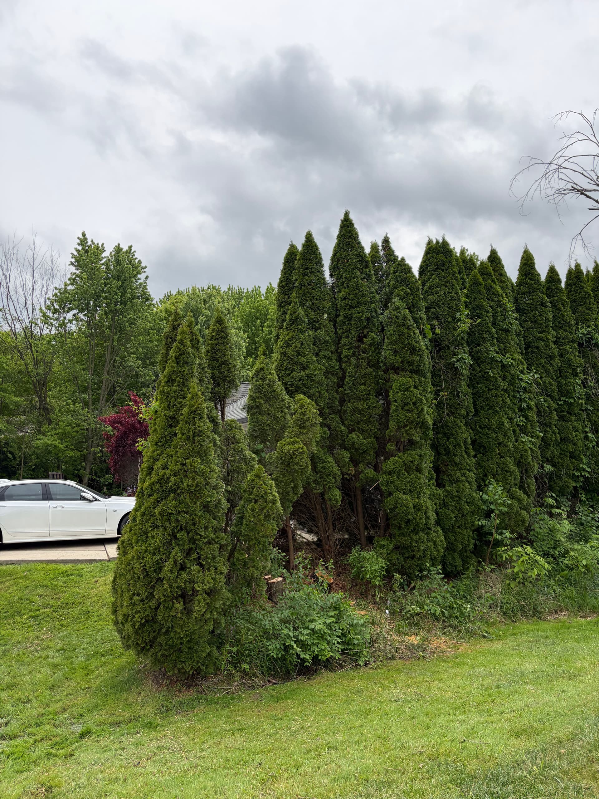 Gallery photos for Berry Tree Removal That Was Wrecking This Driveway: Image #5