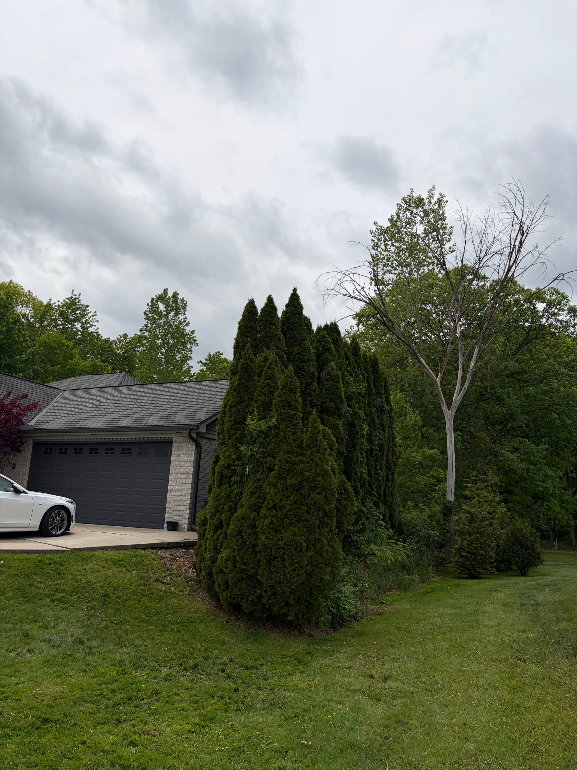 Gallery photos for Berry Tree Removal That Was Wrecking This Driveway: Image #4