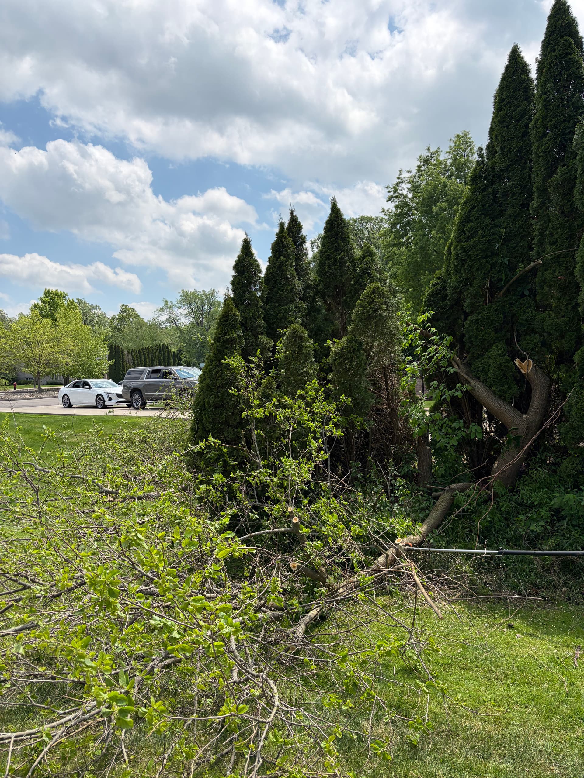 Gallery photos for Berry Tree Removal That Was Wrecking This Driveway: Image #6